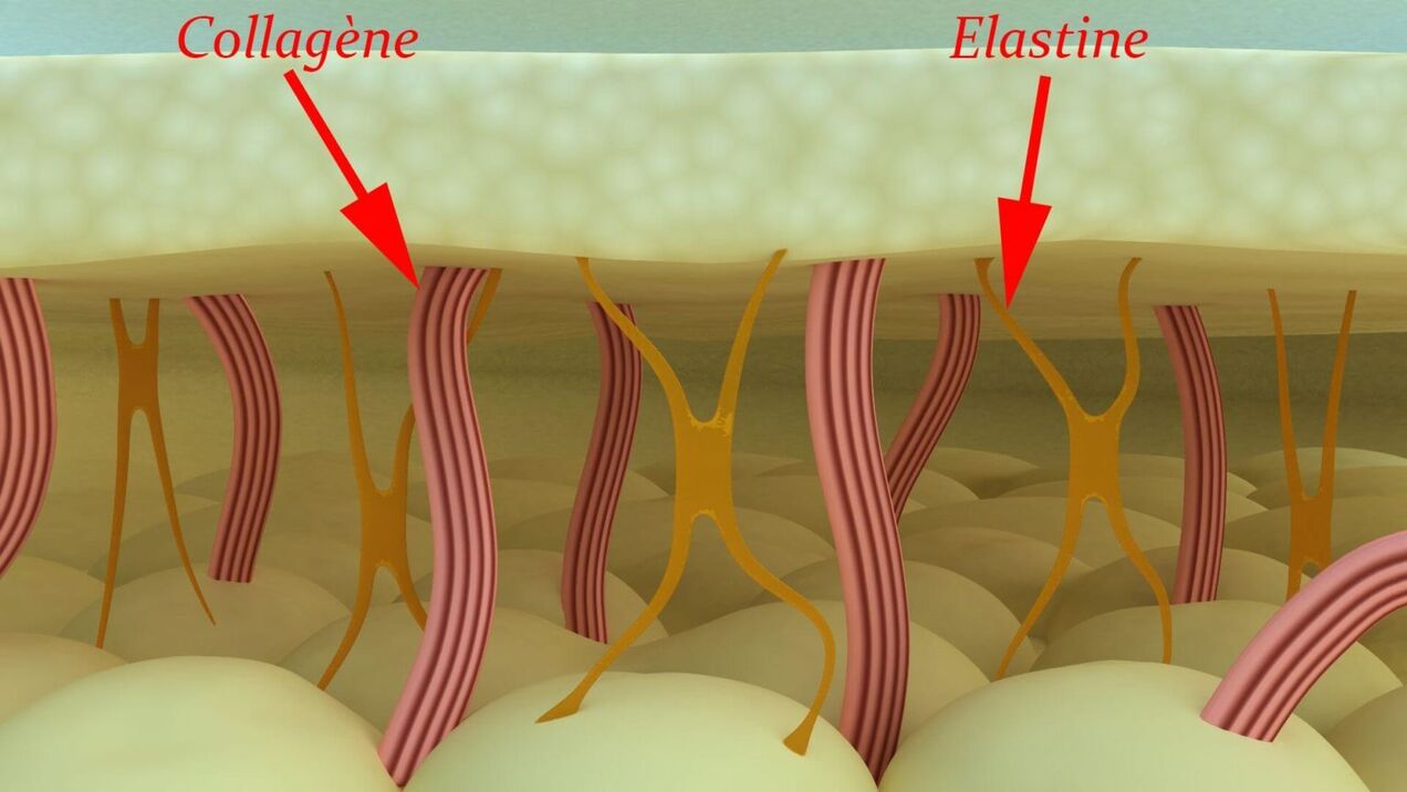 Colágeno y elastina proteínas estructurales en la piel. 